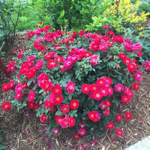 Oso Easy Urban Legend? Rose
