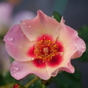 Ringo All-Star? Rose