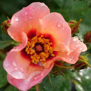 Ringo All-Star? Rose