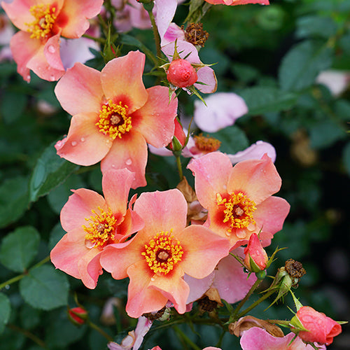 Ringo All-Star? Rose