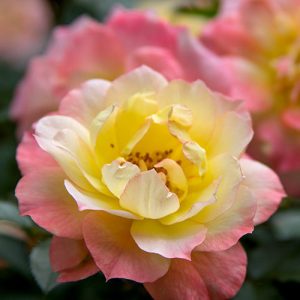 Oso Easy Italian Ice? Rose