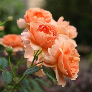 At Last? Rose