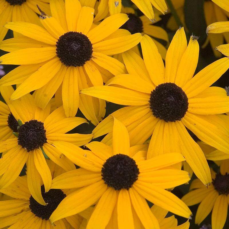 'Goldsturm' Black-Eyed Susan (Rudbeckia)