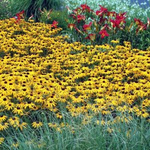 ‘Goldsturm’ Black-Eyed Susan (Rudbeckia)