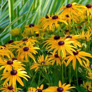 ‘Goldsturm’ Black-Eyed Susan (Rudbeckia)