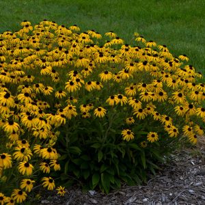 ‘American Gold Rush’ Black-Eyed Susan (Rudbeckia)