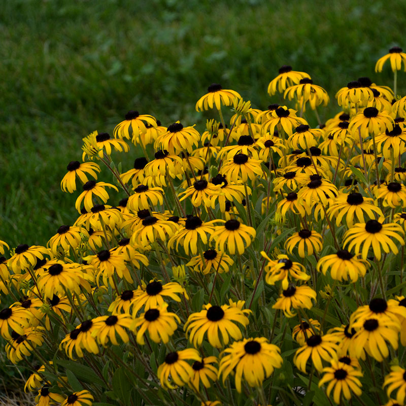 'American Gold Rush' Black-Eyed Susan (Rudbeckia)