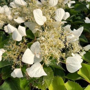 Flirty Girl? False Hydrangea Vine