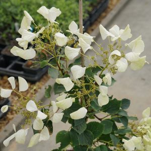 Flirty Girl? False Hydrangea Vine