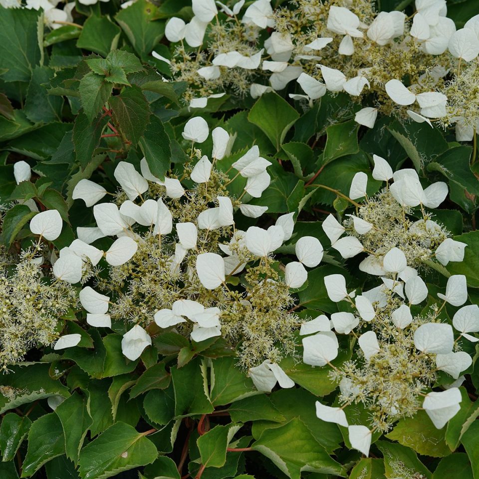 Flirty Girl? False Hydrangea Vine