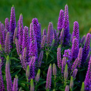 Magic Show? ‘Purple Illusion’ Spike Speedwell