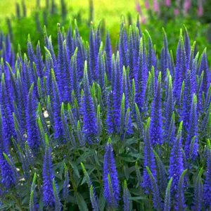 Magic Show? ‘Wizard of Ahhs’ Spike Speedwell