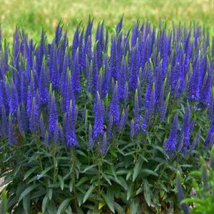 Magic Show? ‘Wizard of Ahhs’ Spike Speedwell
